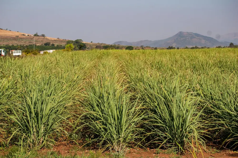 Sugarcane growing in a field